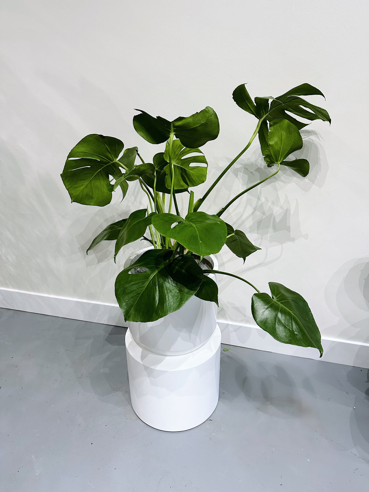 Monstera 6in