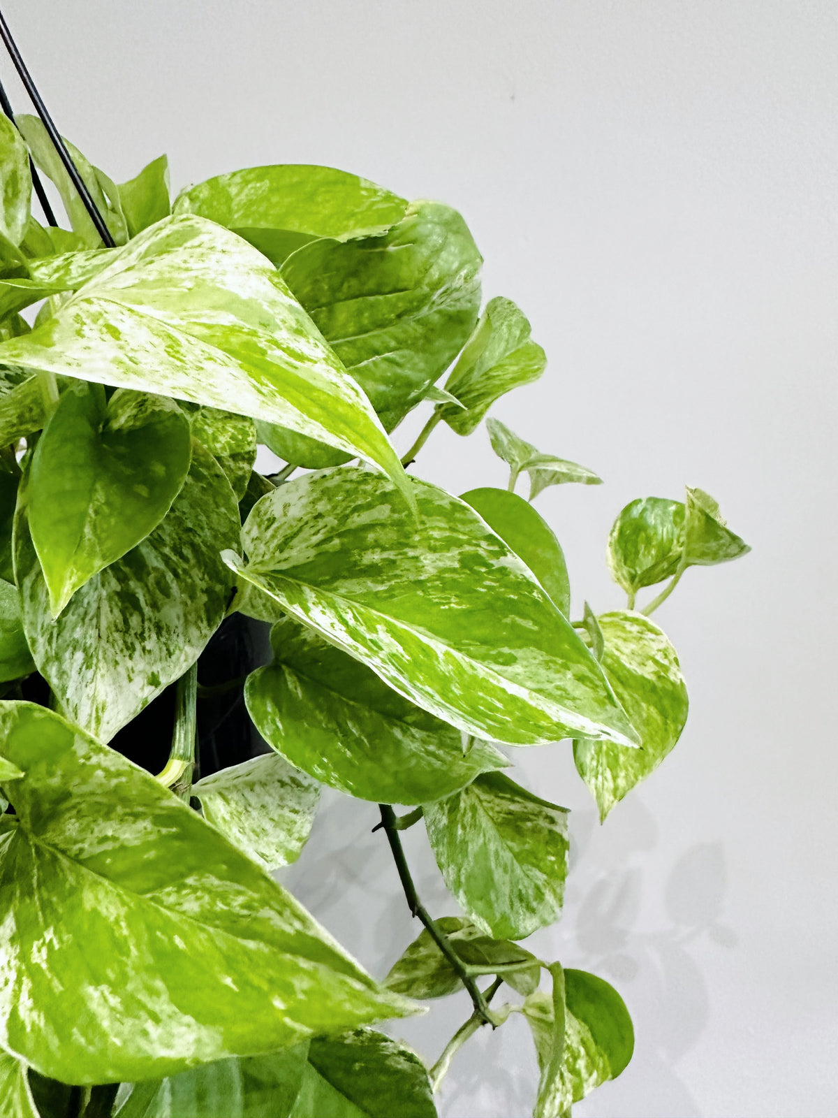 Golden Pothos -  Hanging Basket 6in