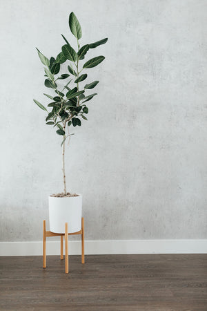Ficus Audrey in white pot with wooden stand.