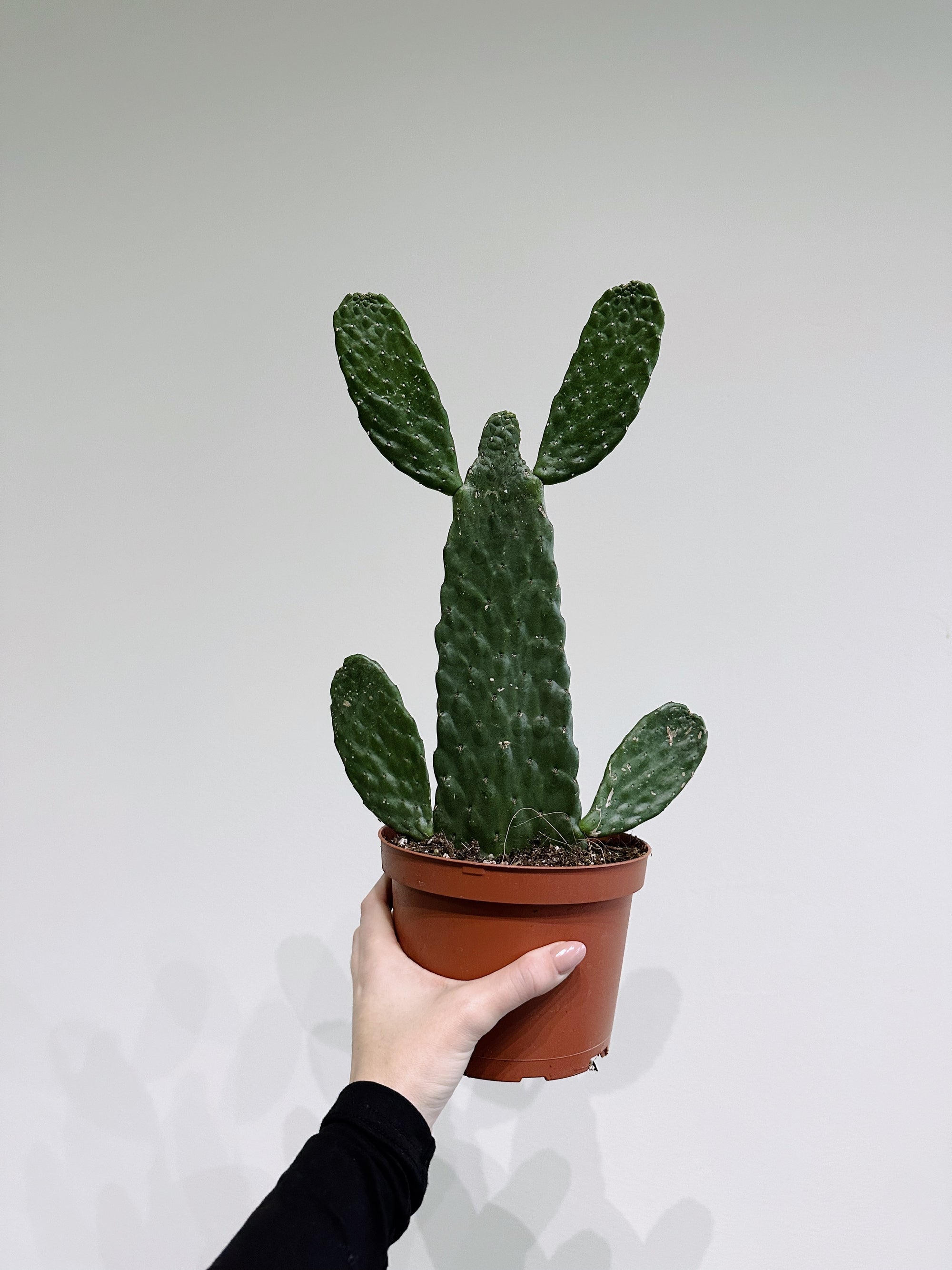 Opuntia Cactus 6in