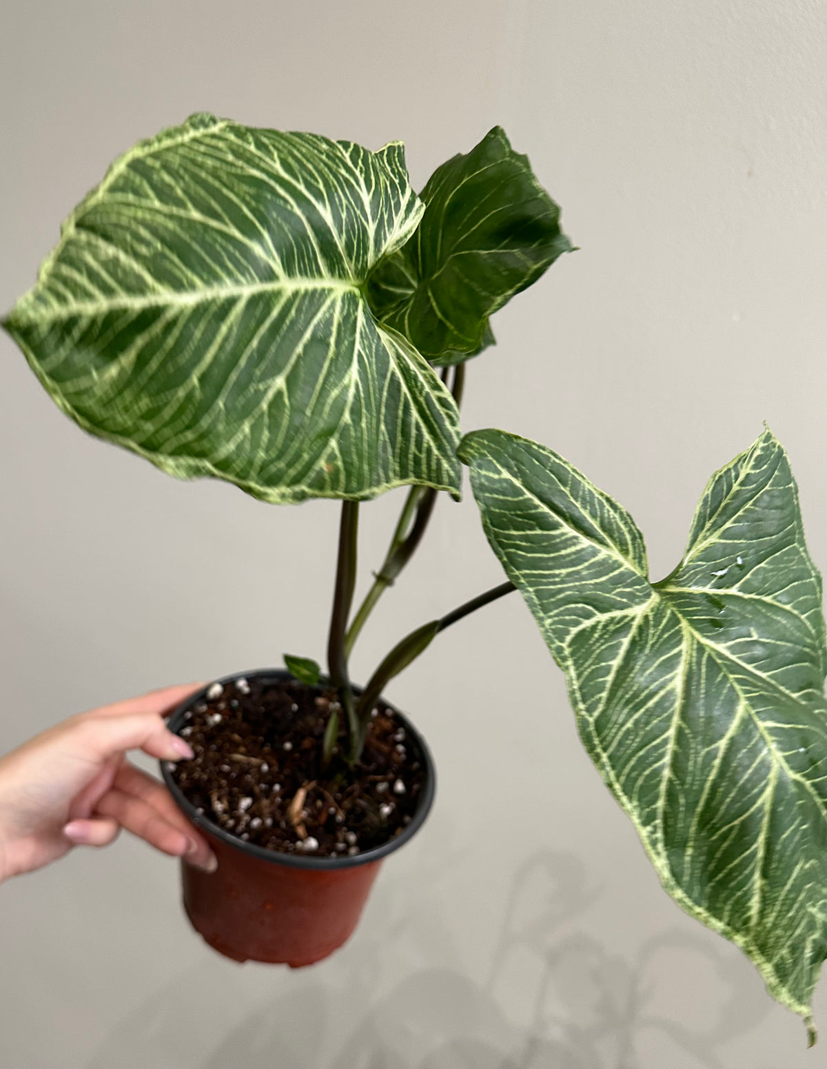 Syngonium Batik 6in on Moss Pole