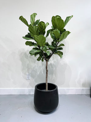 Fiddle Leaf Fig 10in