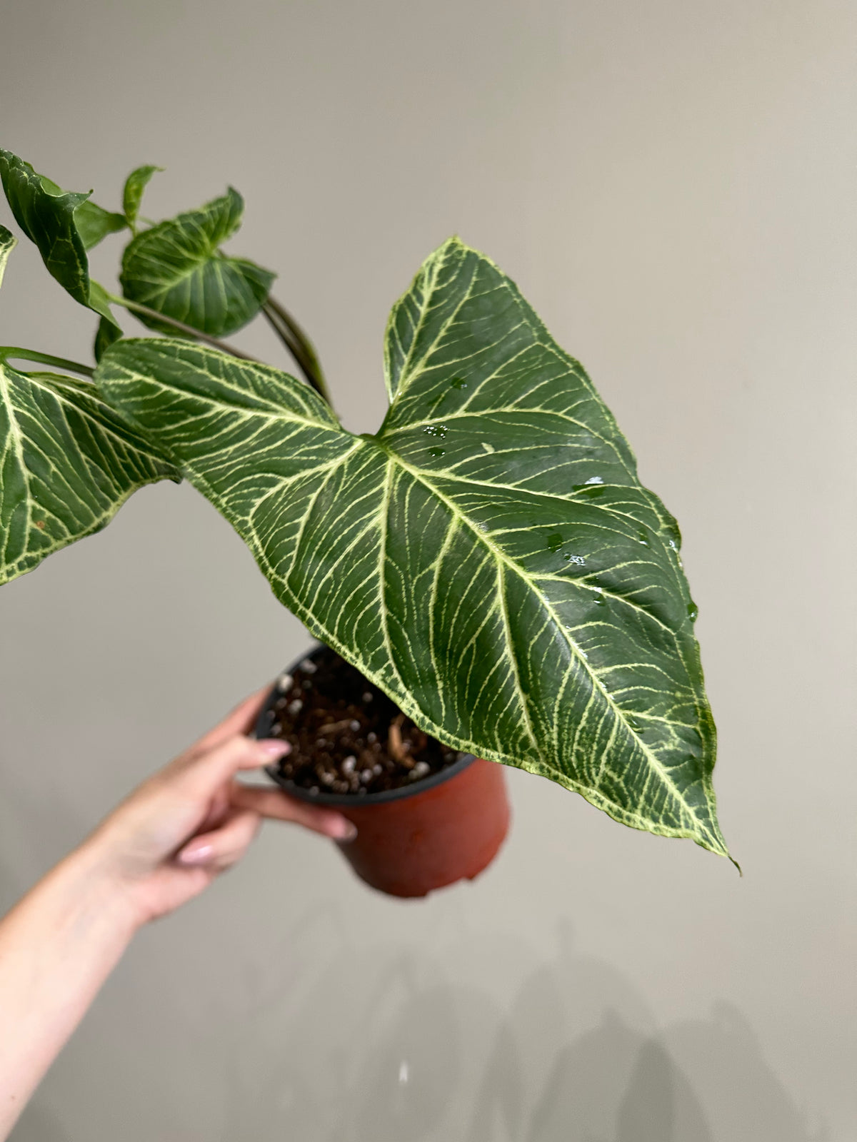 Syngonium Batik 6in on Moss Pole