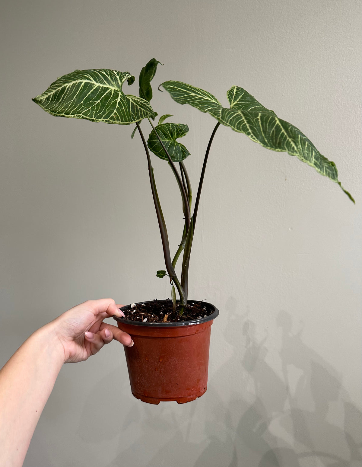 Syngonium Batik 6in on Moss Pole