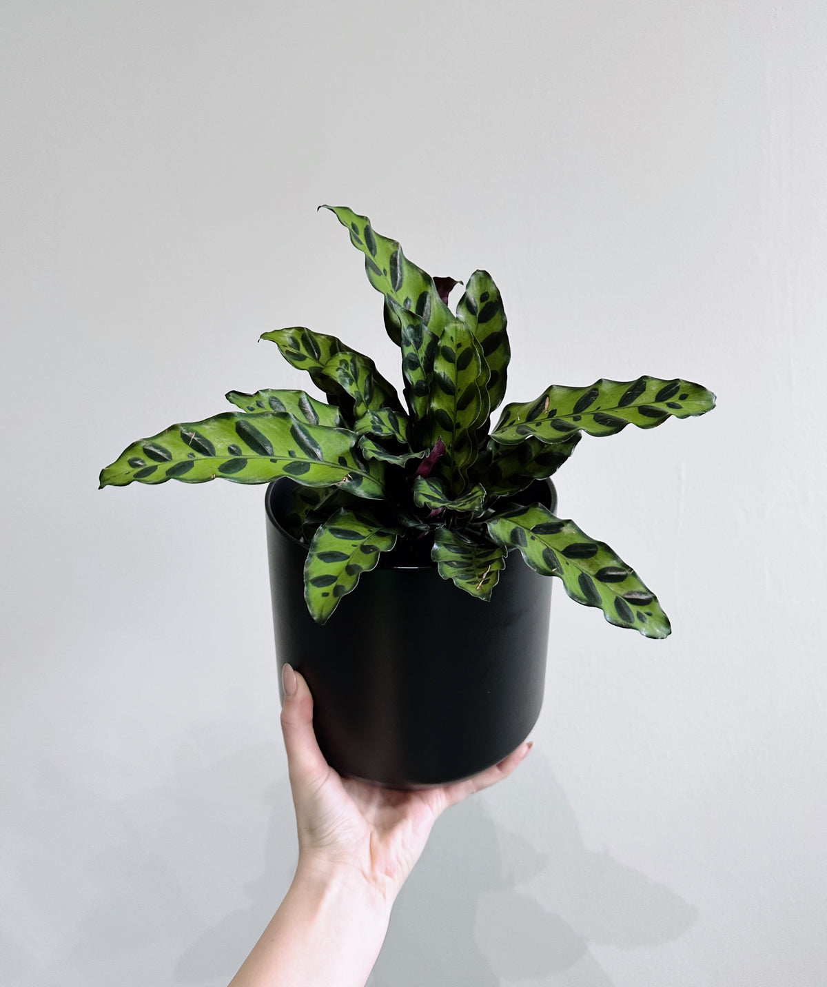 RATTLESNAKE PLANT