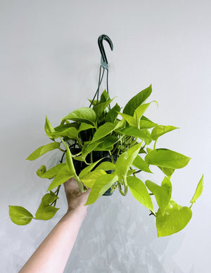 Pothos Neon - Hanging Basket