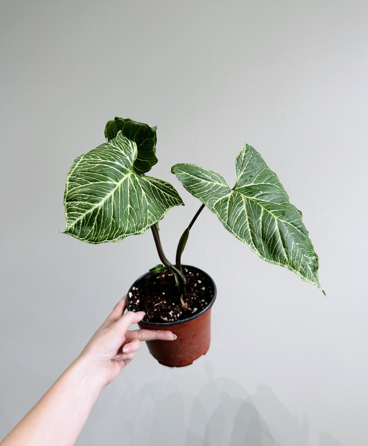 Syngonium Batik 6in on Moss Pole