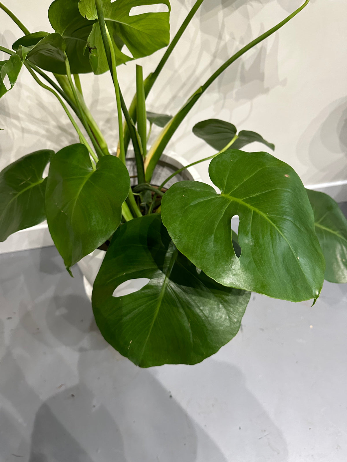 Monstera 6in