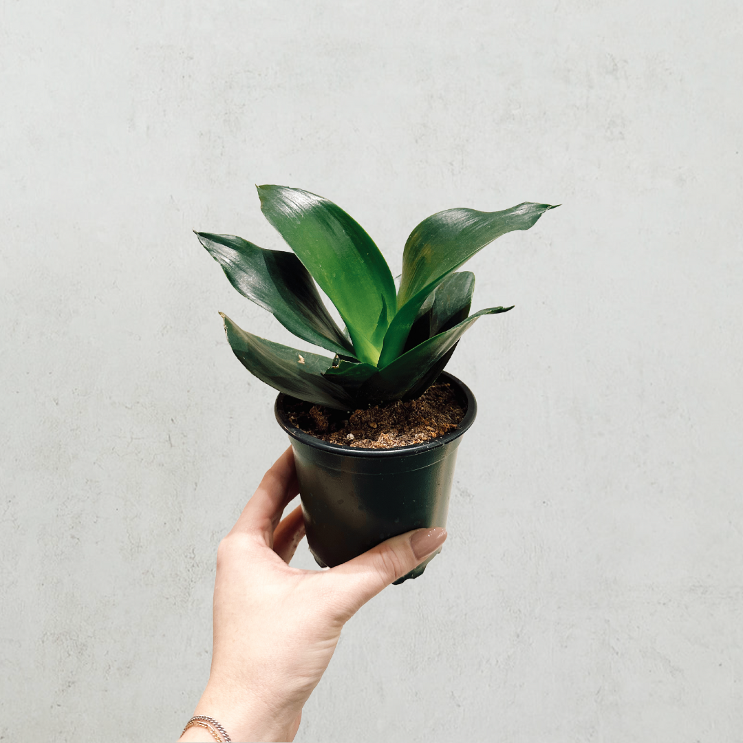 Snake Plant 4in